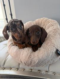 Bassotto arlecchino e cioccolato