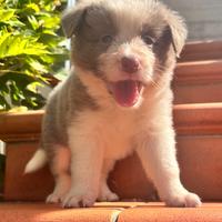 Border collie