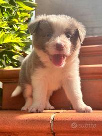 Border collie