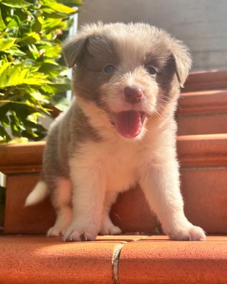 Border collie