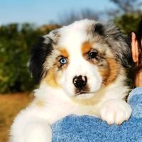 Cucciolo Australian shepherd/ Pastore australiano