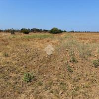 TER. AGRICOLO A ALEZIO