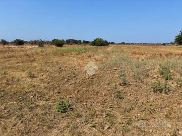 TER. AGRICOLO A ALEZIO