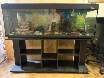 Acquario