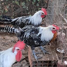 Galli braekel argento