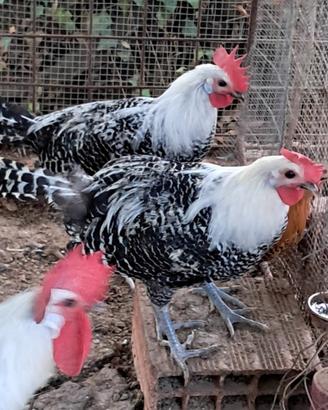 Galli braekel argento