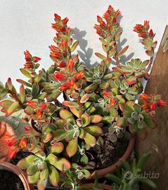 Echeveria Pulvinata