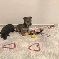 Cuccioli chihuahua toy