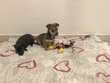 Cuccioli chihuahua toy