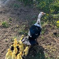 Anatroccoli di papera muta