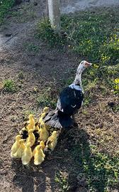 Anatroccoli di papera muta