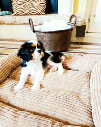 Cucciola cavalier king Ciarles Spaniel tricolor