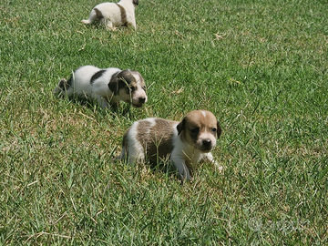 Cuccioli Mix jack russel - Beagle