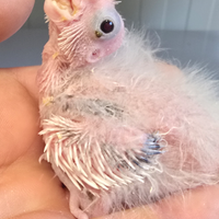 Pulli calopsite serie faccia bianca pezzati perlat