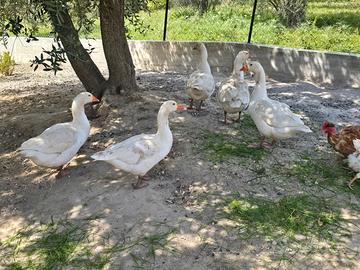 Oche del campidoglio