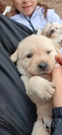 Cuccioli di Labrador Retriver miele