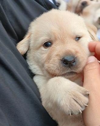 Cuccioli di Labrador Retriver miele
