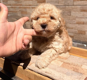 Cucciola barboncino toy albicocca