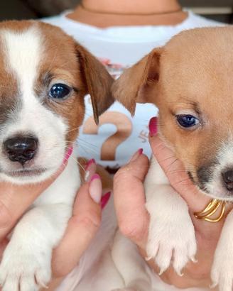 Cuccioli di Jack Russell