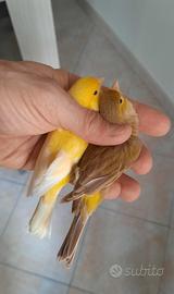 Canarini balia x cardellini