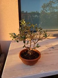 Olivo bonsai
