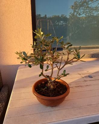 Olivo bonsai