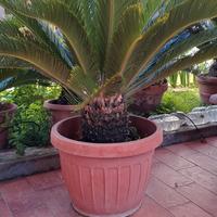 cycas