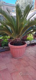 cycas