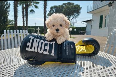 Barboncino Toy cucciolo