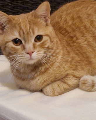 Gattina in adozione
