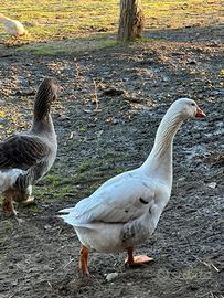 Coppia di Oche