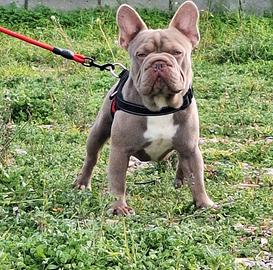 Big Rope New Shade Stallone Monta/Vendita Bull.Fra