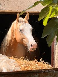 Stallone palomino 5 anni