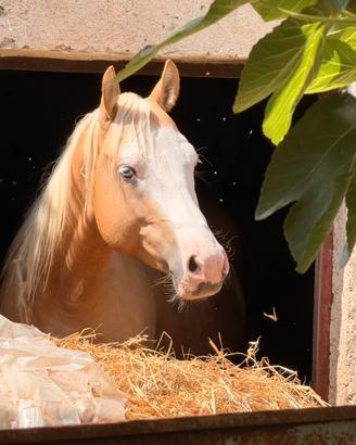 Stallone palomino 5 anni