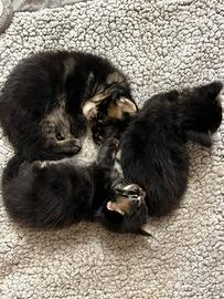 Cuccioli Maine coon