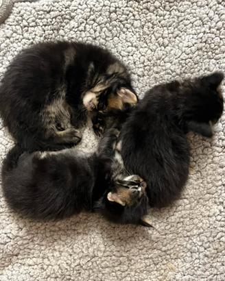 Cuccioli Maine coon