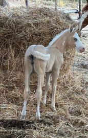 Puledra quarab 7 mesi