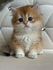 British longhair black golden