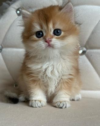 British longhair black golden