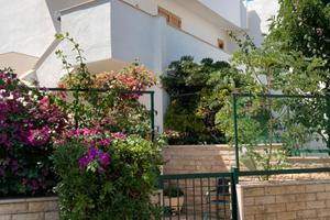 Stella di mare - Porto Cesareo - Salento