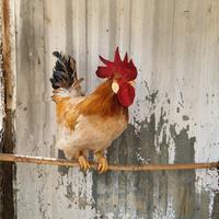 Galline