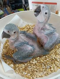 Ara Ararauna Baby