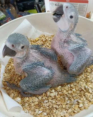 Ara Ararauna Baby
