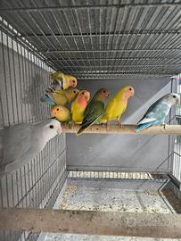 Inseparabili