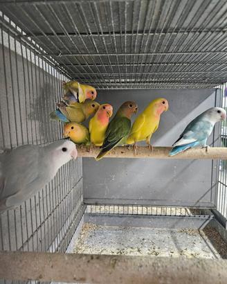 Inseparabili