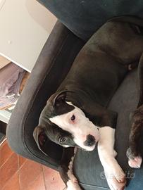 Cucciola di Amstaff