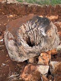 Ritagli di ulivo secolare