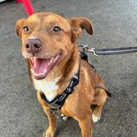 Cucciolo da adottare