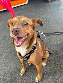 Cucciolo da adottare