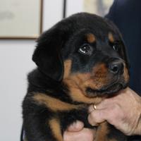 Cucciola Rottweiler con Pedigree